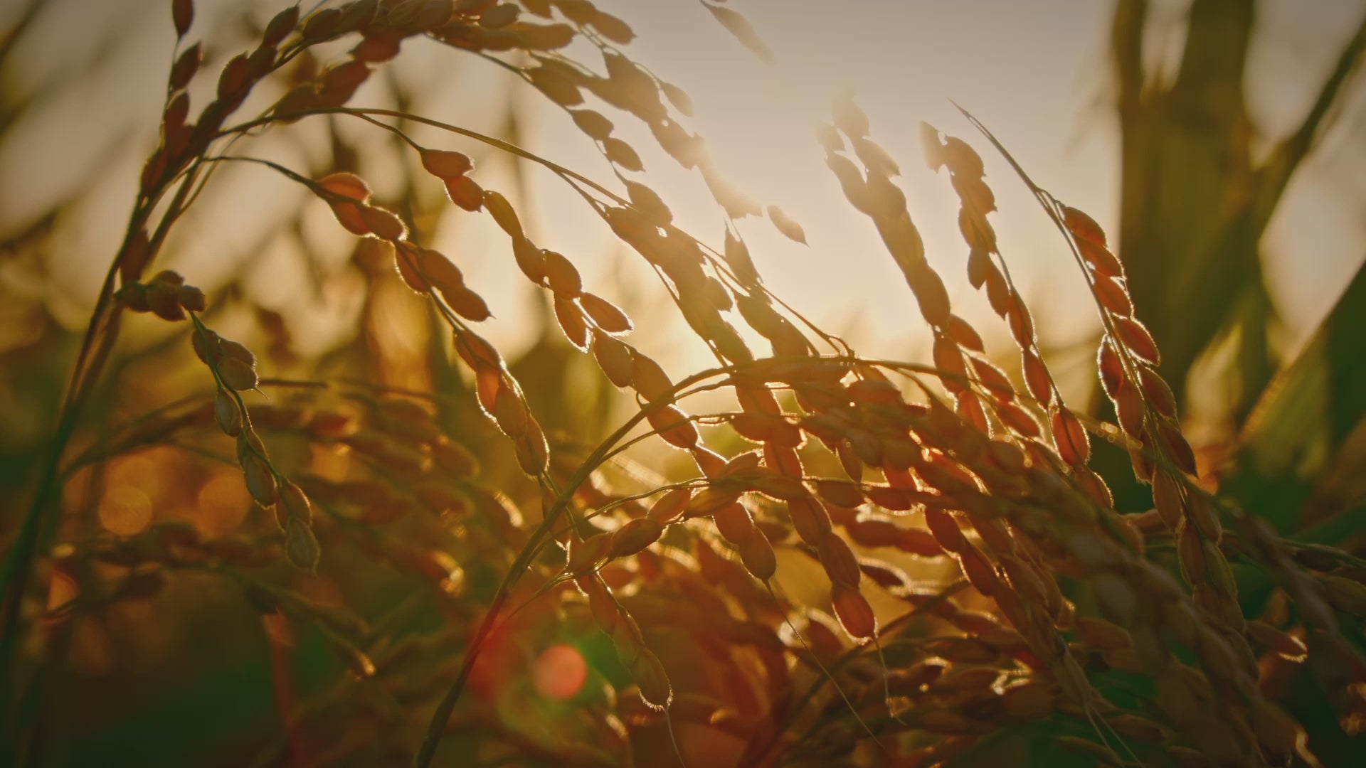 ブレンド日本酒 Assemblage Club（アッサンブラージュクラブ） 公式